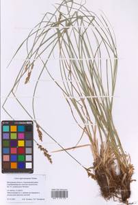Осока сближенная Schumach., Восточная Европа, Московская область и Москва (E4a) (Россия)