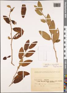 Helicteres angustifolia L., Зарубежная Азия (ASIA) (Вьетнам)