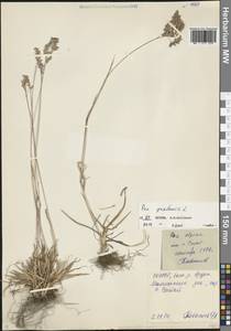 Мятлик луговой L., Кавказ, Северная Осетия, Ингушетия и Чечня (K1c) (Россия)