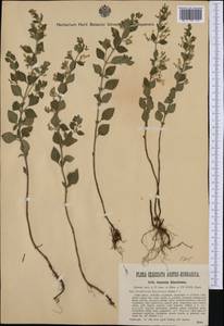 Clinopodium nepeta subsp. subisodontum (Borbás) Govaerts, Западная Европа (EUR) (Австрия)