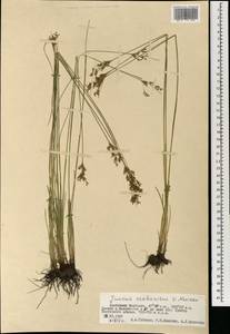 Ситник орхонский Novikov, Монголия (MONG) (Монголия)