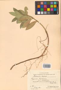 Скиммия промежуточная Komatsu, Сибирь, Дальний Восток (S6) (Россия)