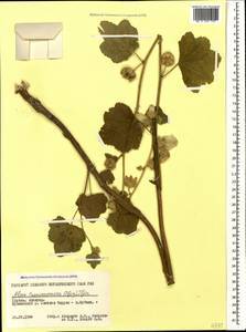 Шток-роза закавказская (Iljin) Iljin, Кавказ, Грузия (K4) (Грузия)