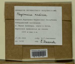 Plagiomnium medium (Bruch & Schimp.) T.J. Kop., Гербарий мохообразных, Мхи - Северный Кавказ и Предкавказье (B12) (Россия)