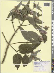 Phlomis herba-venti subsp. taurica (Hartwiss ex Bunge) V.V.Fateryga & Fateryga, Кавказ, Черноморское побережье (от Новороссийска до Адлера) (K3) (Россия)