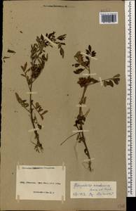 Солодка щетинистая, Солодка иглистая L., Кавказ, Азербайджан (K6) (Азербайджан)