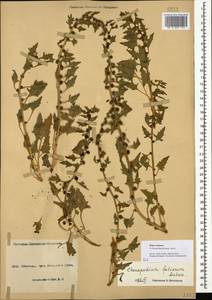 Blitum virgatum subsp. virgatum, Кавказ, Азербайджан (K6) (Азербайджан)