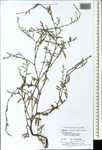 Спорыш птичий, Горец птичий  (Boreau) Berher, Восточная Европа, Нижневолжский район (E9) (Россия)