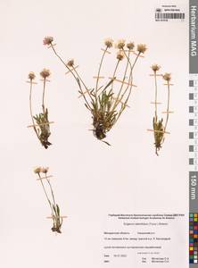 Мелколепестник смолевколистный (Turcz. ex DC.) Botsch., Сибирь, Чукотка и Камчатка (S7) (Россия)