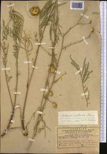 Rhaponticoides ruthenica (Lam.) M.V.Agab. & Greuter, Средняя Азия и Казахстан, Западный Тянь-Шань и Каратау (M3) (Казахстан)