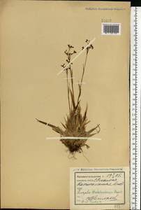 Ожика Валенберга Rupr., Восточная Европа, Северный район (E1) (Россия)
