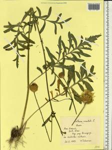 Василек восточный L., Восточная Европа, Центральный лесостепной район (E6) (Россия)