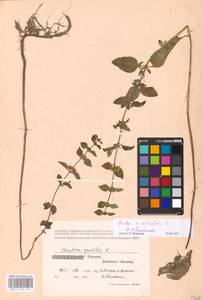 MHA 0 158 330, Mentha × verticillata L., Восточная Европа, Южно-Украинский район (E12) (Украина)