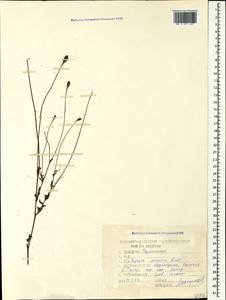 Papaver persicum Lindl., Кавказ, Азербайджан (K6) (Азербайджан)