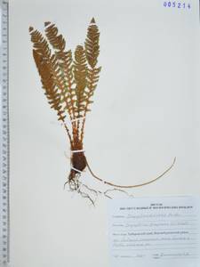 Щитовник пахучий (L.) Schott, Сибирь, Дальний Восток (S6) (Россия)