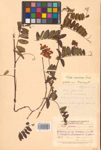 Горошек приятный Fisch. ex Ser., Сибирь, Дальний Восток (S6) (Россия)