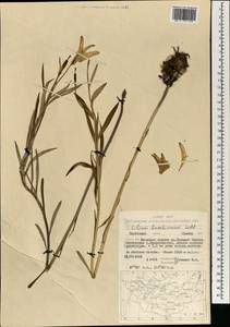 Lilium concolor var. partheneion (Siebold & de Vriese) Baker, Монголия (MONG) (Монголия)