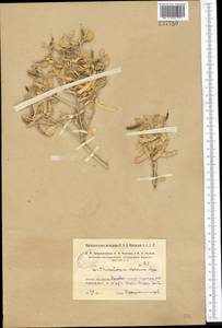 Cithareloma vernum Bunge, Средняя Азия и Казахстан, Сырдарьинские пустыни и Кызылкумы (M7)