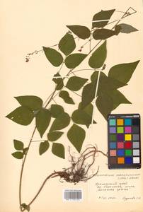 Hylodesmum podocarpum subsp. fallax (Schindl.) H.Ohashi & R.R.Mill, Сибирь, Дальний Восток (S6) (Россия)