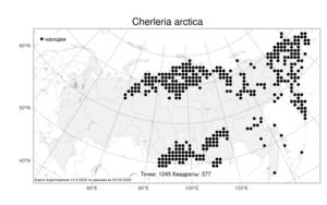 Cherleria arctica, Шерлерия арктическая (Steven ex Ser.) A. J. Moore & Dillenb., Атлас флоры России (FLORUS) (Россия)