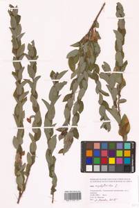 Ива черничная L., Сибирь, Дальний Восток (S6) (Россия)