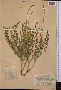 Sophora lehmannii (Bunge) Yakovlev, Средняя Азия и Казахстан, Сырдарьинские пустыни и Кызылкумы (M7) (Узбекистан)