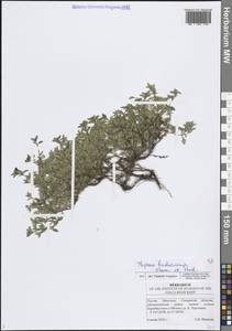 Тимьян башкирский, Чабрец башкирский Klokov & Des.-Shost., Восточная Европа, Средневолжский район (E8) (Россия)