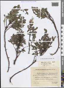 Salix berberifolia × fumosa, Сибирь, Якутия (S5) (Россия)