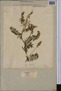 Vicia cracca subsp. incana (Gouan)Rouy, Западная Европа (EUR) (Италия)