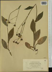 Hieracium froelichianum subsp. macilentiforme (Murr & Zahn) Gottschl., Западная Европа (EUR) (Австрия)