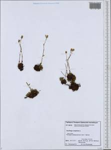 Камнеломка дернистая L., Сибирь, Западная Сибирь (S1) (Россия)