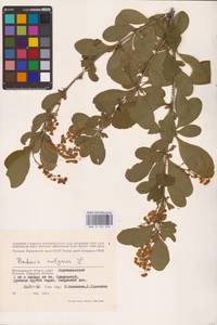 Барбарис обыкновенный L., Восточная Европа, Нижневолжский район (E9) (Россия)