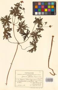 Герань йезская Franch. & Sav., Сибирь, Дальний Восток (S6) (Россия)