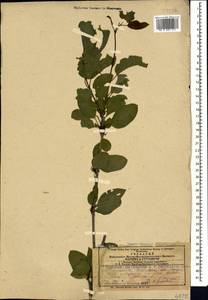 Жестер слабительный, Крушина слабительная L., Кавказ, Азербайджан (K6) (Азербайджан)