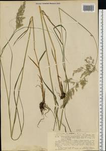 Вейник пурпурный (Trin.) Trin., Восточная Европа, Эстония (E2c) (Эстония)