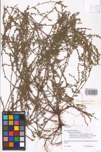 Спорыш птичий, Горец птичий L., Восточная Европа, Центральный лесостепной район (E6) (Россия)