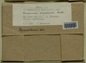 Dicranum scoparium Hedw., Гербарий мохообразных, Мхи - Центральное Нечерноземье (B6) (Россия)