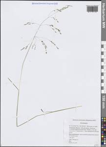 Щучка, Сибирь, Дальний Восток (S6) (Россия)