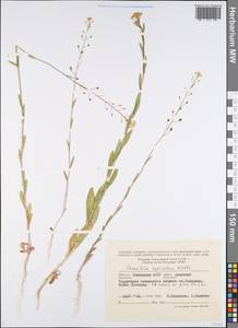 Camelina microcarpa subsp. pilosa (DC.) Jáv., Восточная Европа, Нижневолжский район (E9) (Россия)