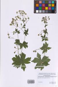 Герань темно-бурая L., Восточная Европа, Московская область и Москва (E4a) (Россия)