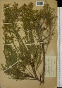 Genista tinctoria subsp. tinctoria, Восточная Европа, Нижневолжский район (E9) (Россия)