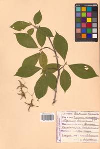 Бересклет большекрылый Rupr., Сибирь, Дальний Восток (S6) (Россия)