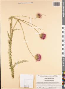 Чертополох прижатый C. A. Mey., Кавказ, Ставропольский край, Карачаево-Черкесия, Кабардино-Балкария (K1b) (Россия)