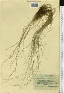Poaceae, Сибирь, Дальний Восток (S6) (Россия)