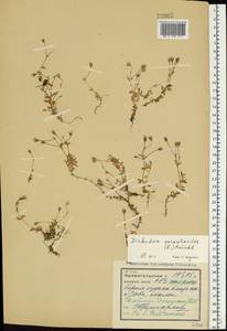 Диходон ясколковый (L.) Rchb., Восточная Европа, Северный район (E1) (Россия)