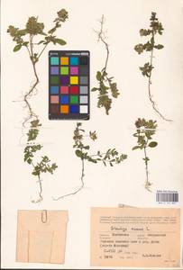 MHA 0 154 825, Чистец однолетний (L.) L., Восточная Европа, Центральный лесостепной район (E6) (Россия)