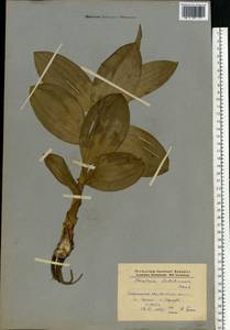 Чемерица Лобеля Bernh., Восточная Европа, Западно-Украинский район (E13) (Украина)