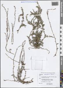 Спорыш простертый, Спорыш обыкновенный Boreau, Америка (AMER) (США)