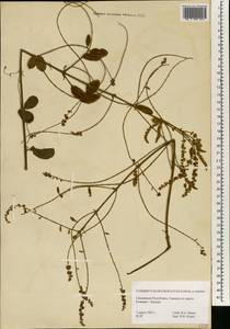 Combretum mucronatum Schum. & Thonn., Африка (AFR) (Гвинея)