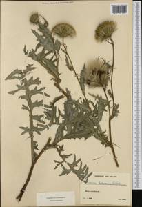 Cirsium tuberosum (L.) All., Западная Европа (EUR) (Швейцария)